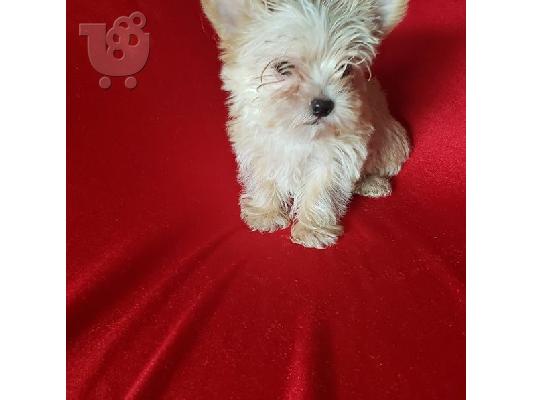 PoulaTo: Yorkier Puppies